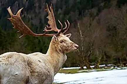 Arkada casino 8d7dd1